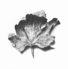 a pencil drawing of a leaf