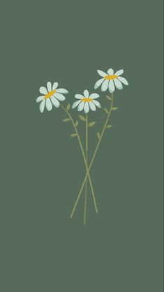 three white daisies on a green background