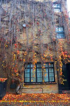 an old building with vines growing on it's side and windows covered in autumn leaves