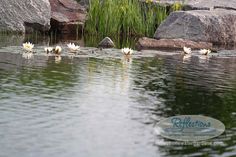 some white flowers are in the water near rocks