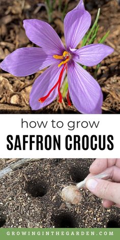 how to grow saffroni crocus in the ground with text overlay