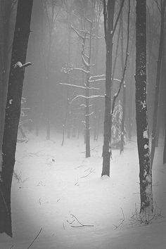 a black and white photo of trees in the woods on a snowy day with snow falling