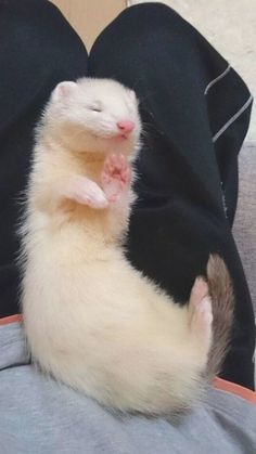 a ferret sitting on top of someone's lap with it's mouth open