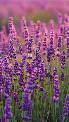 lavender flowers are blooming in the field