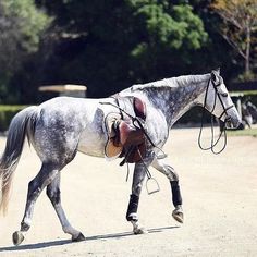 a horse that is walking around in the dirt