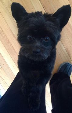 a small black dog sitting on top of a person's feet and looking at the camera