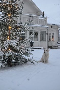 a white dog sitting in the snow next to a christmas tree with lights on it