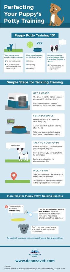 an info sheet describing the benefits of training for your pet dog and how to use it