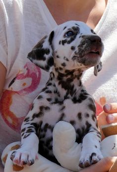 a woman holding a dalmatian puppy in her lap and looking at the camera