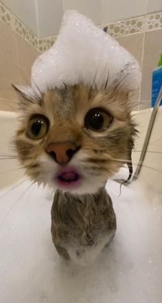 a cat is sitting in the bathtub and looking at the camera