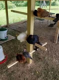 there are many chickens in the chicken coop