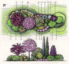 a drawing of different types of flowers and plants in the garden with their names on it