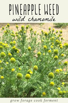 Wild Chamomile, Chamomile Growing, Medicinal Weeds, Personal Garden, Wild Food Foraging, Pineapple Planting, Calendula Benefits, Edible Wild Plants