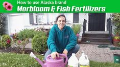 a woman is holding a watering can in front of her house with the words how to use alaska brand morbloom and fish fertiizers