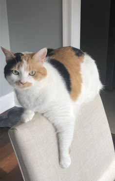 a calico cat sitting on the back of a chair