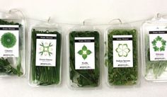 four plastic containers filled with different types of green plants and herbs on a white surface