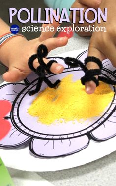 two hands holding black scissors over a paper plate with yellow powder on it and the words pollination in front of them