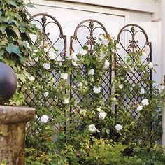 an iron fence with white roses growing on it in front of a door and shrubbery