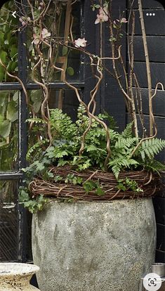 a potted plant sitting next to a window