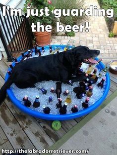 a black dog laying in an ice bath filled with beer bottles and liquor bottle caps