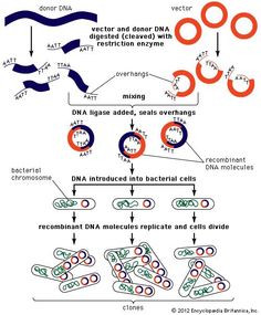 the diagram shows different types of cell lines