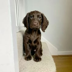 a brown dog sitting on top of a carpeted floor next to a white wall