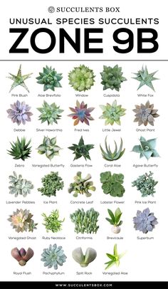 an image of various succulents that are in the same color and size