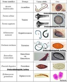 an image of different types of fish