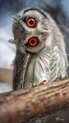 an owl with red eyes sitting on a branch