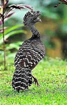 a black and white bird standing in the grass