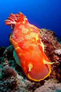 an orange and yellow fish sitting on top of a coral