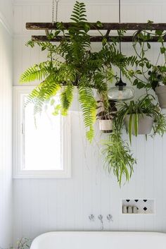 a bathtub with plants hanging from it's side in a white walled bathroom