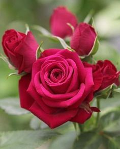 a red rose with green leaves in the background