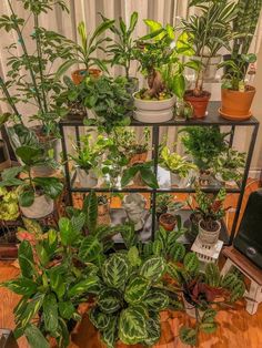 many houseplants and plants are arranged on a shelf