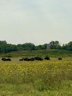 a herd of cattle grazing on a lush green field next to a yellow flower filled field