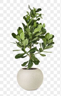 a potted plant with green leaves in it, on a white background png