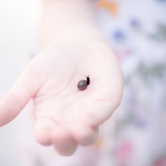 a small insect sitting on top of a person's hand