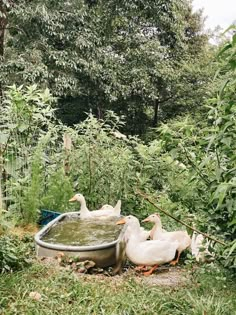 three ducks are sitting in an old bathtub surrounded by greenery and trees on a rainy day