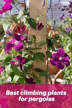 purple flowers growing on the side of a wooden pole with text overlay saying best climbing plants for pergolas