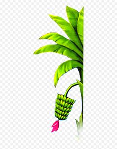 Banana Tree Png, Tree Vector Png, Indian Invitation Cards, Banana Plant, Flower Png Images, Png Images Free