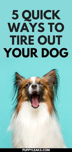 a dog with its mouth open and the words 5 quick ways to tire out your dog