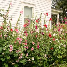 pink and white flowers are growing in front of a house on the side of a road