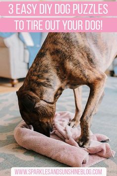 a dog is eating out of a towel on the floor with text overlay that reads, 3 easy diy dog puzzles to try out your dog