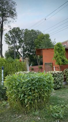 there is a large bush in the yard next to a house and trees on the other side