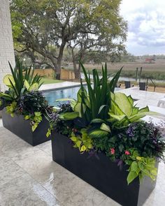 two black planters with plants in them near a swimming pool