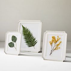 three white frames with different types of plants in them on a table next to each other