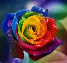 a multicolored rose with water droplets on it