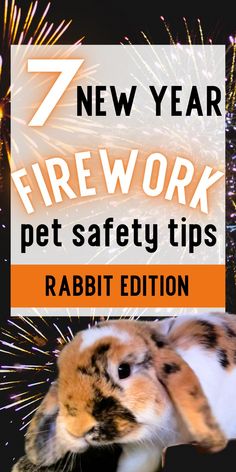 Fireworks are really scary for pets of all shapes and sizes. Learn about firework pet safety for rabbits and what you can do to calm down a rabbit who's been scared by fireworks on new years eve