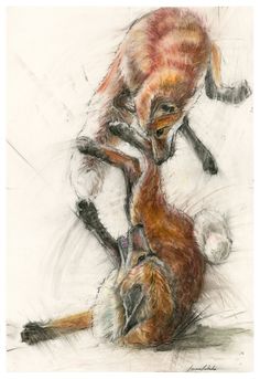 a drawing of two foxes playing with each other