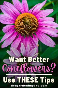 a purple flower with the words, want better coneflowers? use these tips